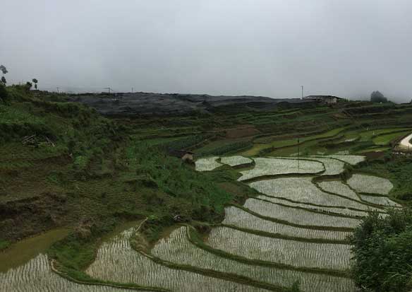 云南仿野生种植基地外观