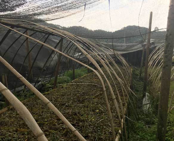 石斛苗圃展示