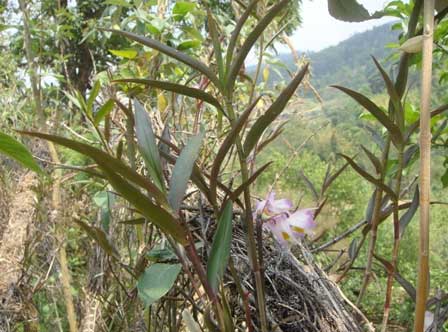 野生紫皮石斛花叶茎